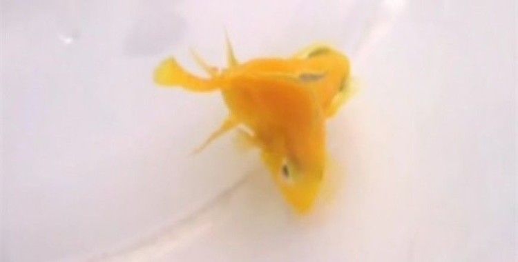 Çift başlı balık görenleri şaşırtıyor