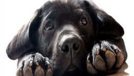 KKTC'de köpeğe tekme atana bin Euro ceza