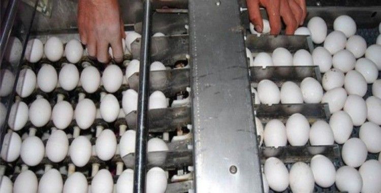 Yumurta üretiminde rekor bekleniyor