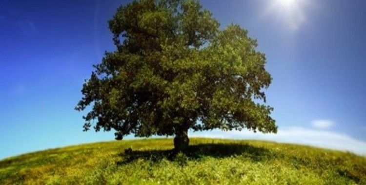 ​Çevre temizliğinin sağlığa etkisi