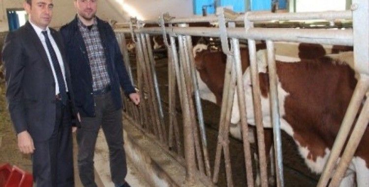 Trabzon kendi tereyağını üretmek için artık dışarıdan süt almayacak