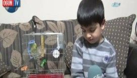 Bu muhabbet kuşu tarhana bağımlısı