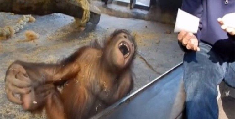 İllüzyon gösterisi orangutanı gülme krizine soktu