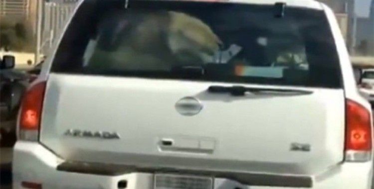 Montaj değil, Bagajda aslan var