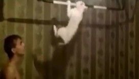 Bu kedi barfiks çekiyor