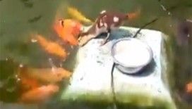 Balıkları tek tek gagasıyla besledi