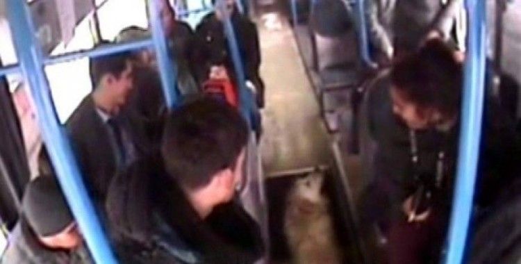 Üşüyen köpek otobüse bindi