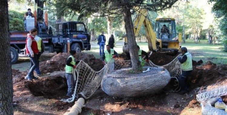 EXPO 2016'da ağaç nakli rekoru kırıldı