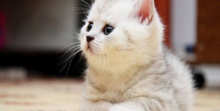 Kedilerden 14 Hayat Dersi