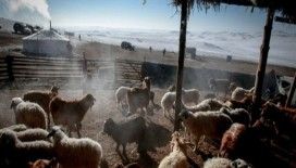 Moğolistan'ın hayvan sayısı kaçtır?