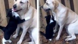 Kediyle köpeğin şaşırtan dostluğu
