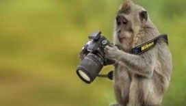 Fotoğrafçılığa gönül veren hayvanlar