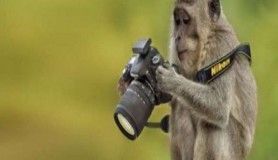 Fotoğrafçılığa gönül veren hayvanlar