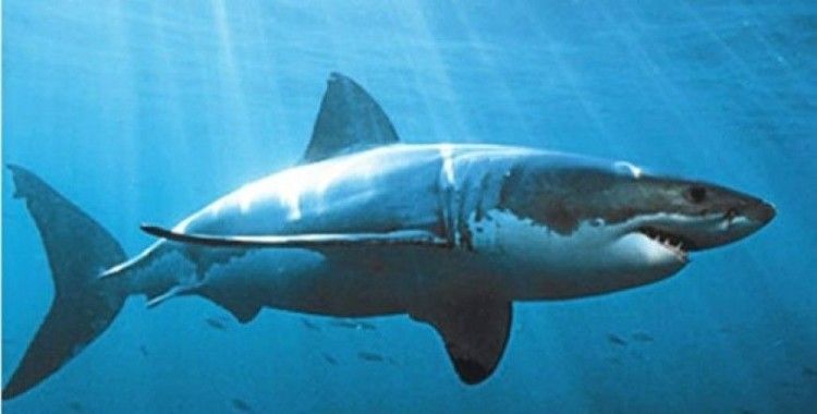 Dünyadaki tehlikeli köpekbalıkları