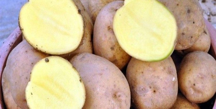 Patatesin fiyatı 35 kuruşa düştü