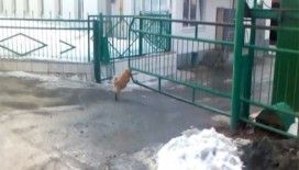 Şirketin kapı görevlisi 