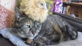 Kediyi annesi sanan civciv 