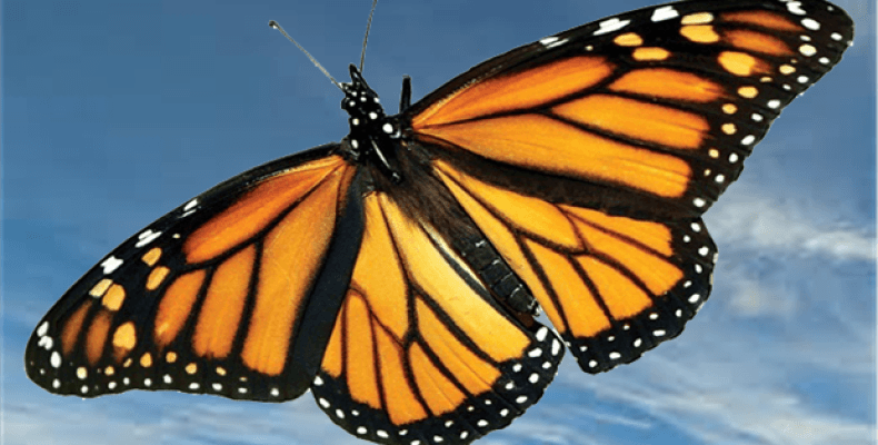 Monarch kelebeği