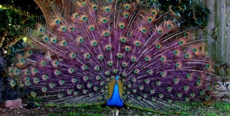 Tavus kuşunun muhteşem tüyleri