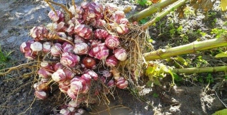 Yer elması yiyin sağlığınızı güçlendirin