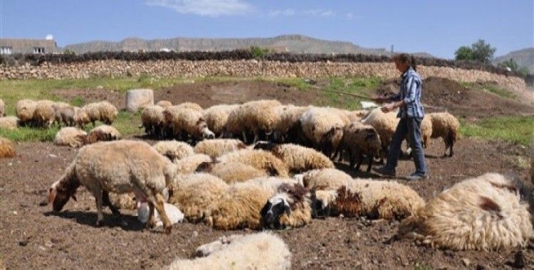 15 günde 250 koyunu telef olan köylüler çare istiyor