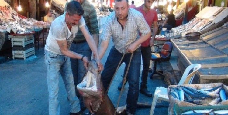 ​Mersin'de balıkçıların ağına köpek balığı takıldı