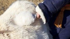 Kaşmir fiyatları geçen yıla göre yüzde 10-12 oranda arttı