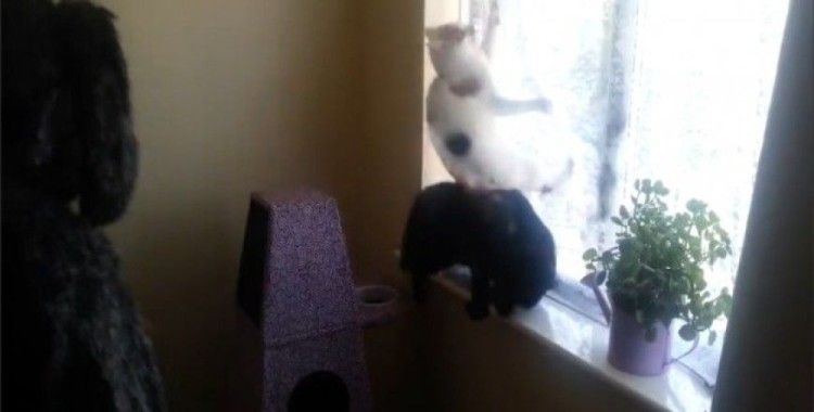 Kedilerine kalp krizi geçirtiyordu