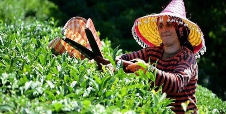 Çayın bahçeden demliğe 'zorlu' yolculuğu