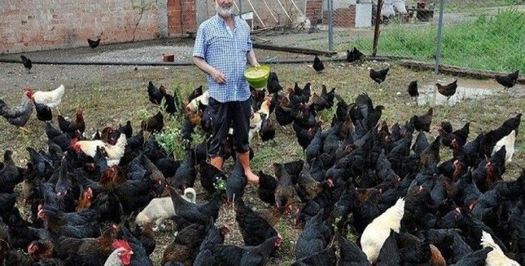Yediği yumurtaları beğenmeyip tavuk çiftliği kurdu