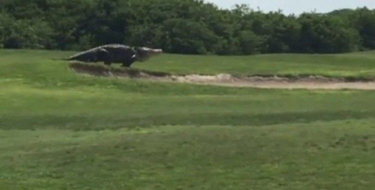 Golf sahasında dev timsah !