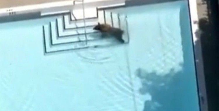 Ayının havuz keyfi