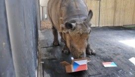 Hayvanlardan EURO 2016 tahminleri