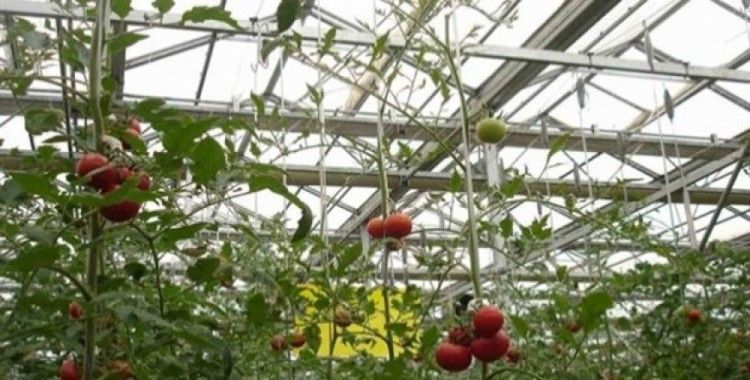 Serada sebze yetiştiriciliği 6000 tona ulaşacak