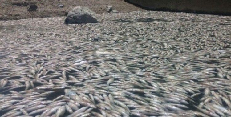 Bursa’da toplu balık ölümleri