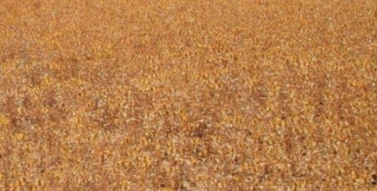 TİGEM, 2016 yılı tohumluk fiyatlarını açıkladı
