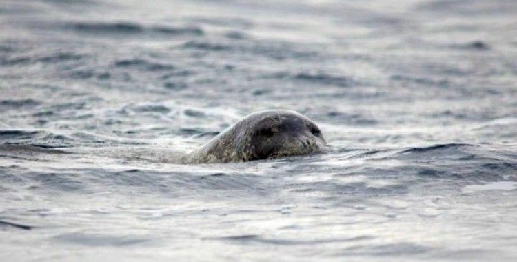 Akdeniz foklarını rahatsız etmek resmen yasaklandı
