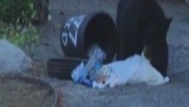 Aç kalan ayı çöpleri böyle karıştırdı