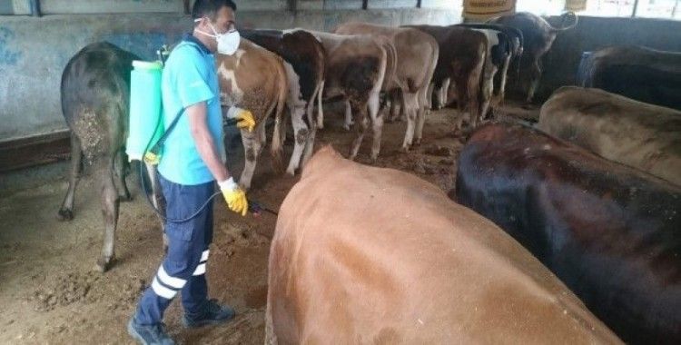Bursa'da hayvan pazarları ilaçlandı