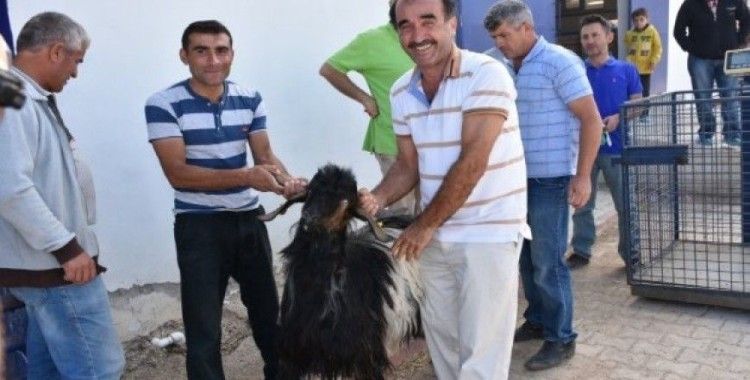 MAKÜ'nün yetiştirdiği Honamlı keçiler, satışa sunuldu