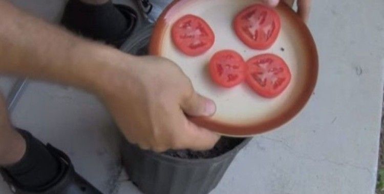 Saksının içine dört dilim domates koydu... Sonuca bakın