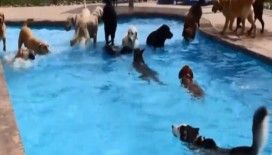 Köpeklerden havuz partisi
