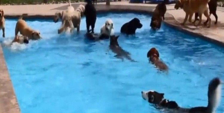 Köpeklerden havuz partisi