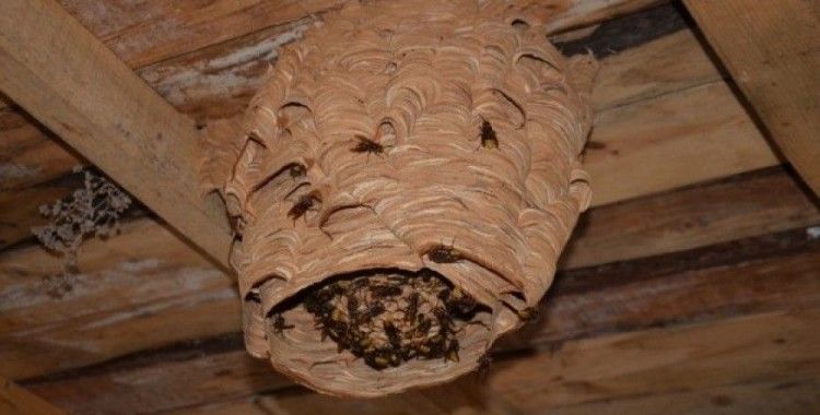 Dev eşek arısı kovanı görenleri şaşırttı