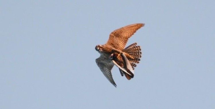410 km hızla uçan gökdoğan, güvercini böyle avladı