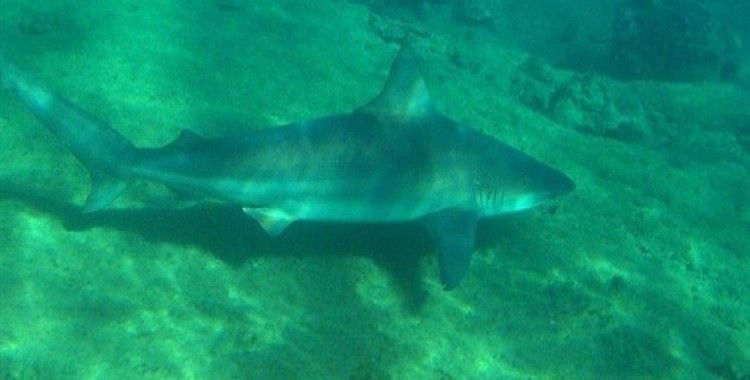 ABD'de köpek balığı saldırısı