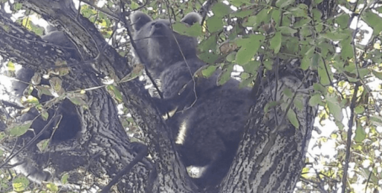 Köpekten kaçarak ağaca tırmanan ayı yavruları kurtarıldı