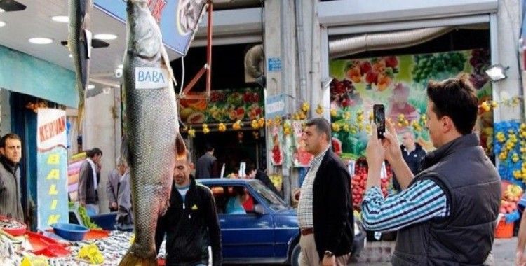 Elazığ'da dev turna balığı yakalandı