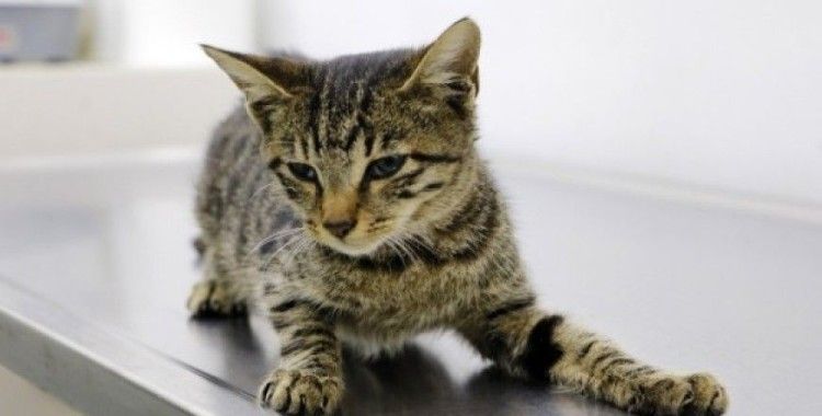 Dört kedinin öldürüldüğü kedi evi boşaltıldı