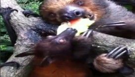 Tembel hayvan yemeğini yarasaya kaptırdı